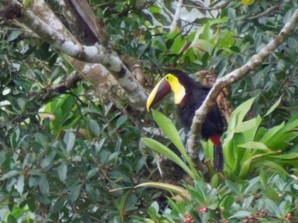 Toucan / Restoration Covenant Church Apple Valley, MN